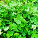 OLIVE カイロプラクティックのプロフィール画像