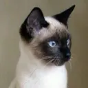 今野 初美のプロフィール画像