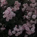 Ohai  Alii RANAのプロフィール画像