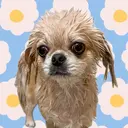 越川 友美子のプロフィール画像