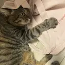 大野 眞初のプロフィール画像