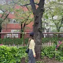 🦋Tink🦋 asukaのプロフィール画像