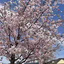 穂垣 ゆかりのプロフィール画像