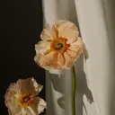 Lilas hinaのプロフィール画像