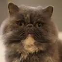 🦖うる艶カラー🦖 izumiのプロフィール画像