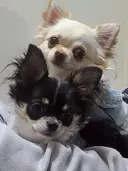 memelu 【メメル】大阪茶屋町のプロフィール画像