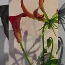 is.nail 🌷sonokoのプロフィール画像