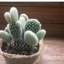 Keys *のプロフィール画像