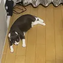 渡辺 彩香のプロフィール画像