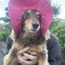 🐾佐藤 りえ🐾のプロフィール画像