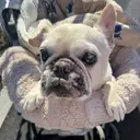 西田 向日葵のプロフィール画像