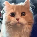 Defi 吉良綾乃のプロフィール画像