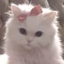 Kakuno Saoriのプロフィール画像