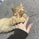 LUCIDO 🎀YUIのプロフィール画像