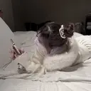 Airi 🐈‍⬛💕のプロフィール画像