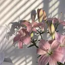 まつげ専門店NANA 4F Milanoのプロフィール画像