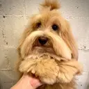 ‎🤍 ‪LUNA🤍のプロフィール画像