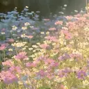 韓国風まつ毛・エクパ 🎀恵比寿のプロフィール画像