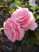 竹内 公子のプロフィール画像