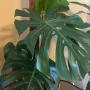 merci 川口店のプロフィール画像