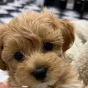 MIYABI ゆゆきのプロフィール画像