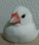 g*rossa高橋 くみこのプロフィール画像