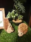 かくれ 家のプロフィール画像