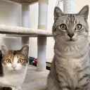 N ラッシュのプロフィール画像