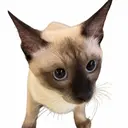 LOTUS渋谷 ミナのプロフィール画像