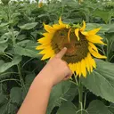 NORIKO IWATAのプロフィール画像