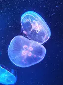 伴 彩生のプロフィール画像