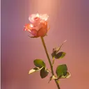 花 見のプロフィール画像