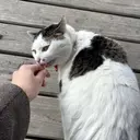 ヤマモト ランナのプロフィール画像