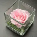 Vivace 彩公のプロフィール画像