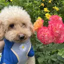 シェリーラメール harusaのプロフィール画像