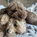 和泉 香織のプロフィール画像