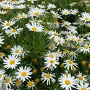 AnK misakiのプロフィール画像