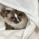 なかい まなのプロフィール画像