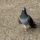 あかいけ .のプロフィール画像