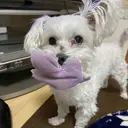 會田 弥夢のプロフィール画像