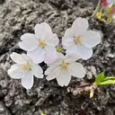 寺舘 麟のプロフィール画像