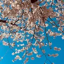 MIYU .のプロフィール画像