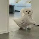 MAXKELLY miiのプロフィール画像