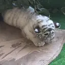 🧸Ｈirano Ｙasue🐾のプロフィール画像