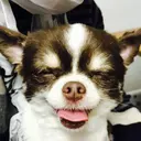 松井 詩歩のプロフィール画像