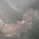 Noa Aokiのプロフィール画像