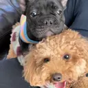 LAUREL tsuzumiのプロフィール画像