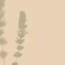 ruam sayakaのプロフィール画像