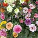 eight MIKAのプロフィール画像