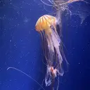 逸見 美月のプロフィール画像